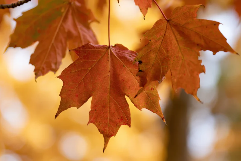 Maple leaves in autumn colors hanging from a branch against a blurred golden background