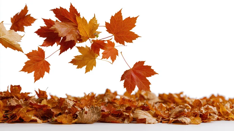 Maple leaves falling in mid-air above a pile of autumn foliage on white background