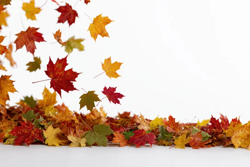 Maple leaves falling in midair above a pile on white background