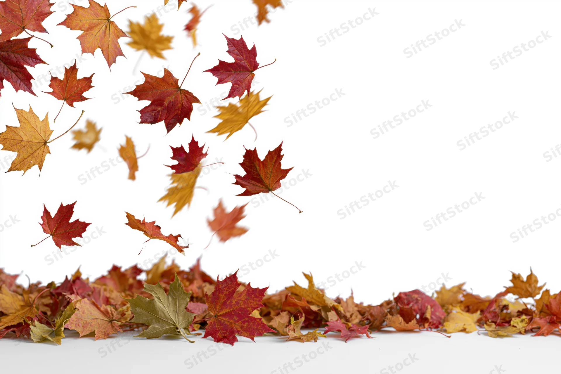 Maple leaves falling in motion above a pile on white background