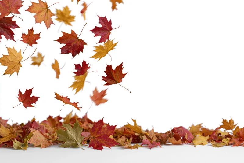 Maple leaves falling in motion above a pile on white background