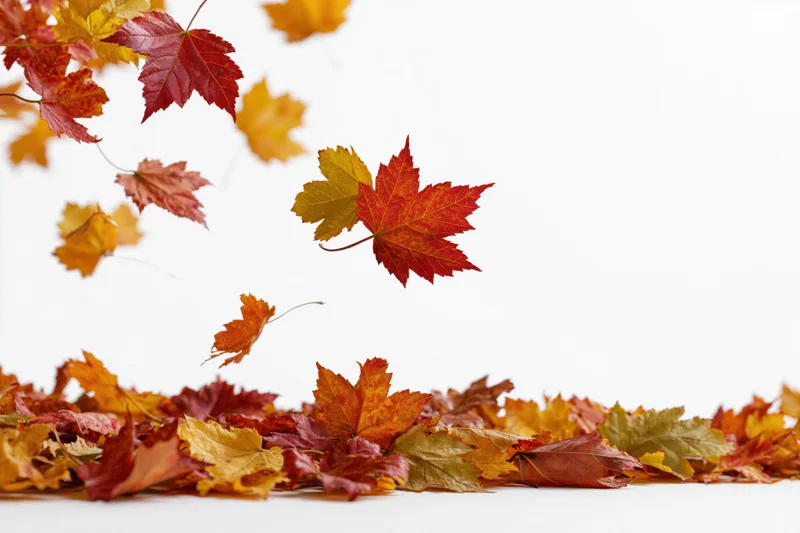 Maple leaves falling in mid-air over a pile on white background
