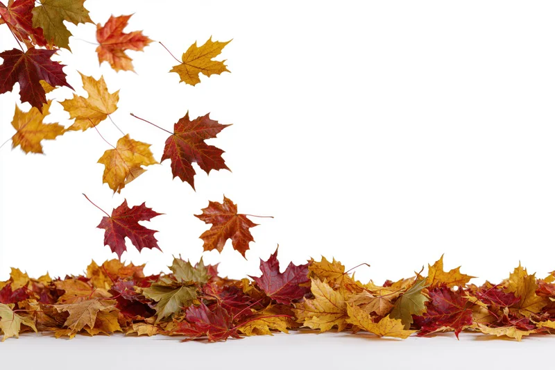 Maple leaves falling in midair above a pile on white background