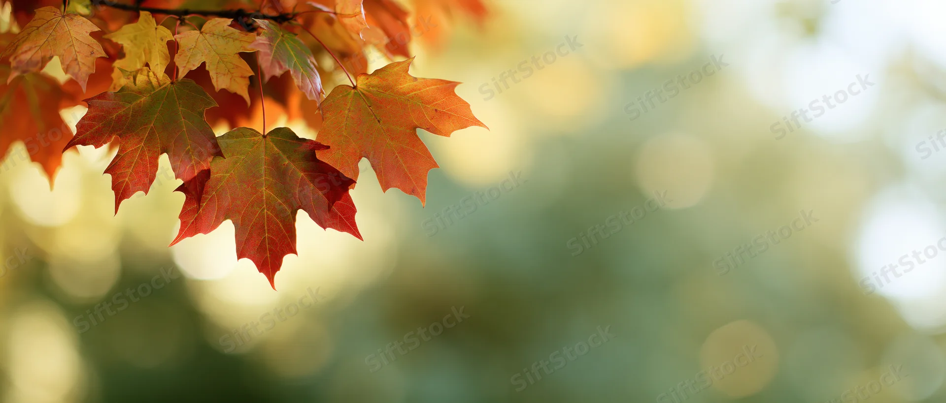 Maple leaves in autumn colors hanging from a branch against a blurred natural background