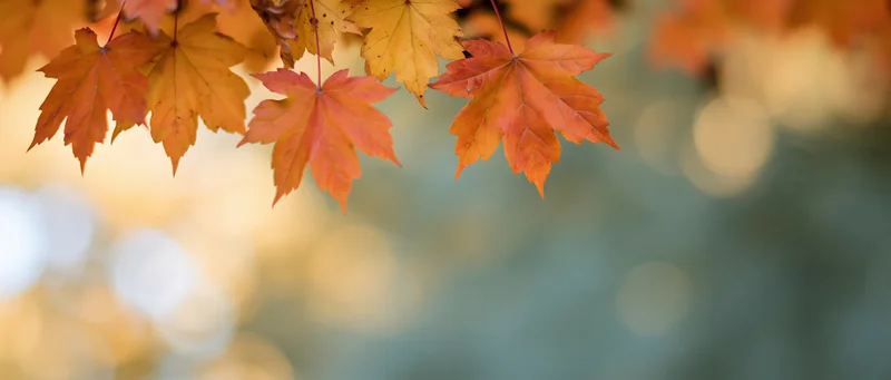 Maple leaves in orange red and yellow hanging from a branch against a blurred autumn background