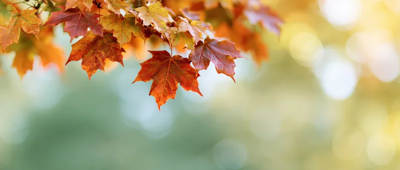 Maple leaves in autumn colors hanging from a branch with blurred natural background