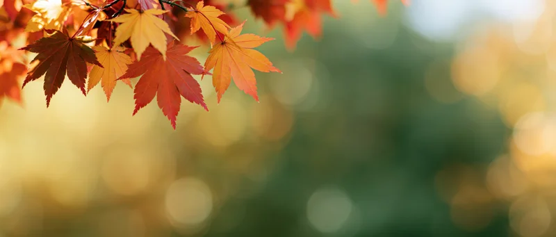 Maple leaves in autumn colors hanging from a branch against a blurred natural background
