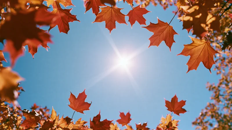 Autumn maple leaves framing a bright sun against a clear blue sky