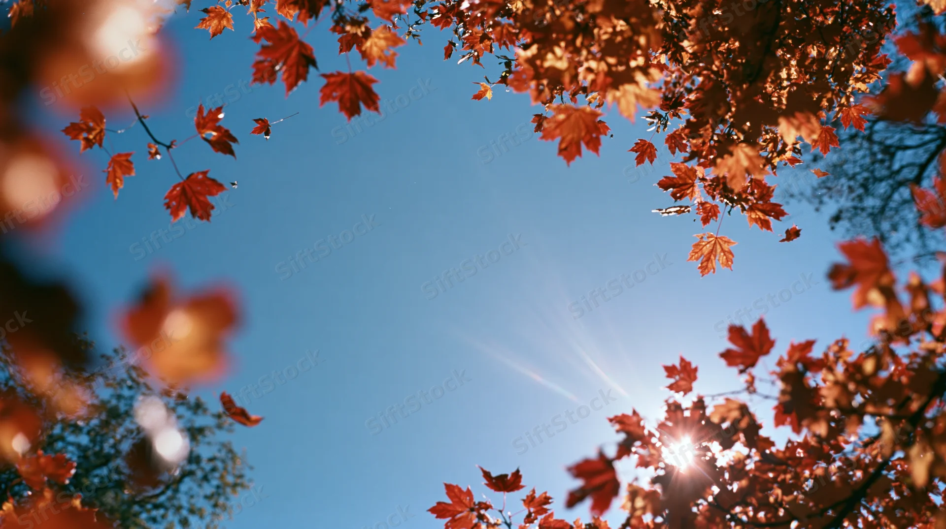 Red and orange maple leaves framing a blue sky with sunburst above