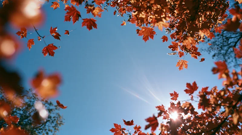 Red and orange maple leaves framing a blue sky with sunburst above