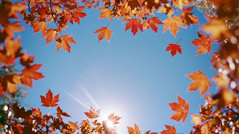 Autumn maple leaves framing a bright blue sky with sunburst