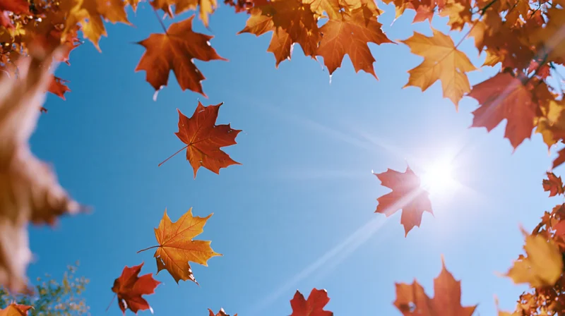 Maple leaves drifting in autumn sky framed by branches under bright sun