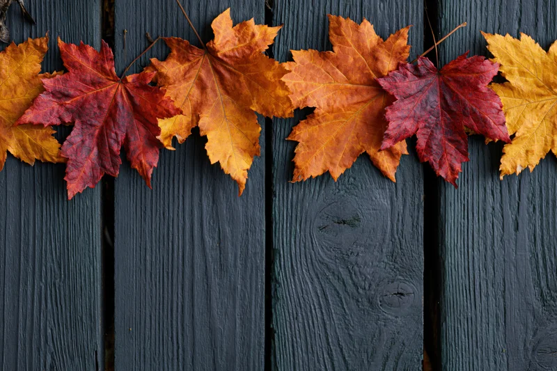 Autumn maple leaves arranged horizontally on dark wooden deck