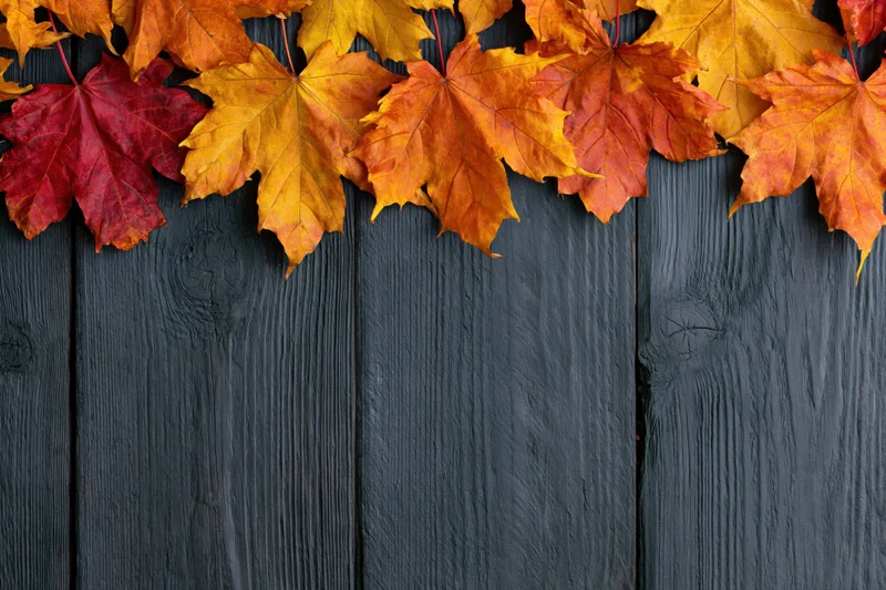 Autumn maple leaves arranged in a border along the top of a dark wooden surface