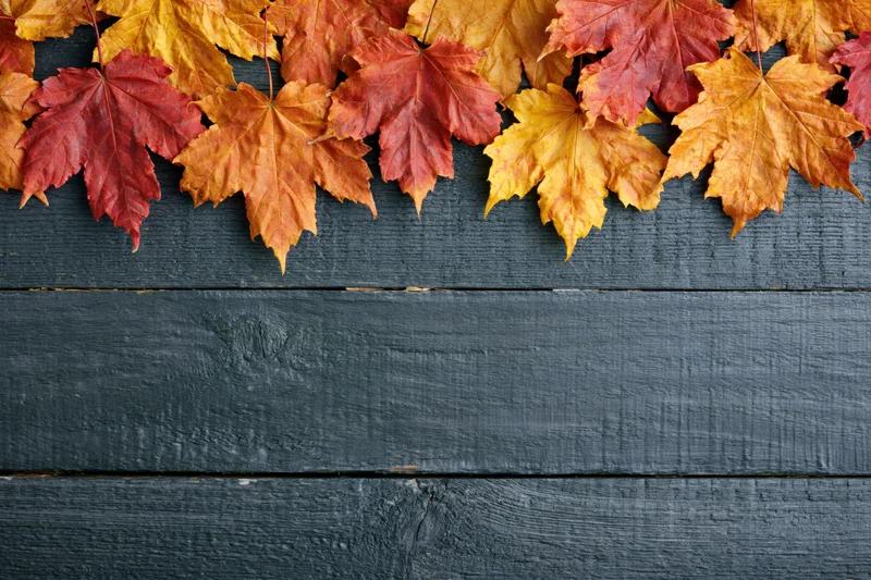 Autumn maple leaves arranged along the top of a dark wooden plank surface, leaving copyspace below
