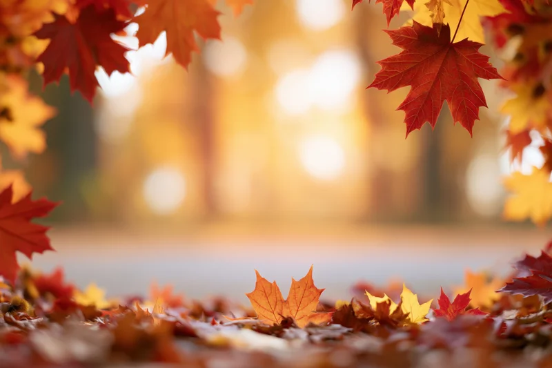 Autumn maple leaves framing the edges with fallen foliage on the ground in a sunlit park