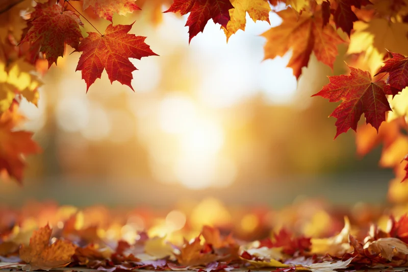 Autumn maple leaves framing the edges with sunlight and fallen foliage on the ground
