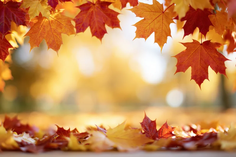 Autumn maple leaves framing the top and bottom of the image with warm sunlight in the background