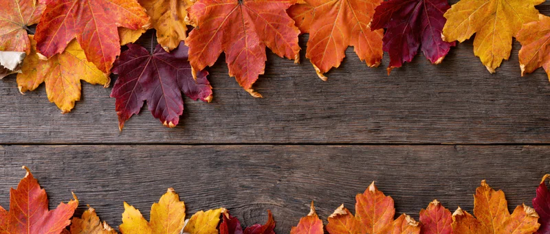 Autumn maple leaves arranged along top and bottom edges of dark wooden surface creating frame with central copyspace