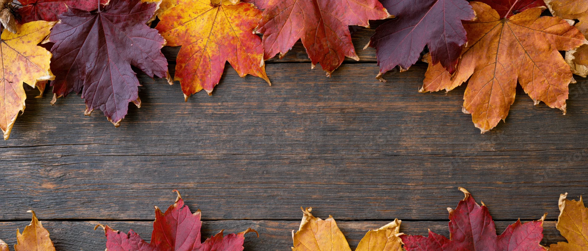 Autumn maple leaves arranged in border along top and bottom of dark wooden surface