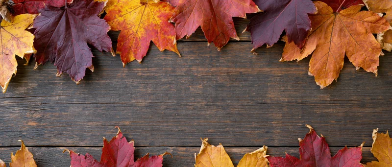 Autumn maple leaves arranged in border along top and bottom of dark wooden surface