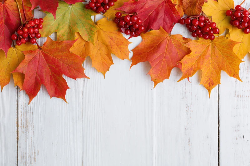 Autumn maple leaves and red berries arranged along the top of a white wooden surface