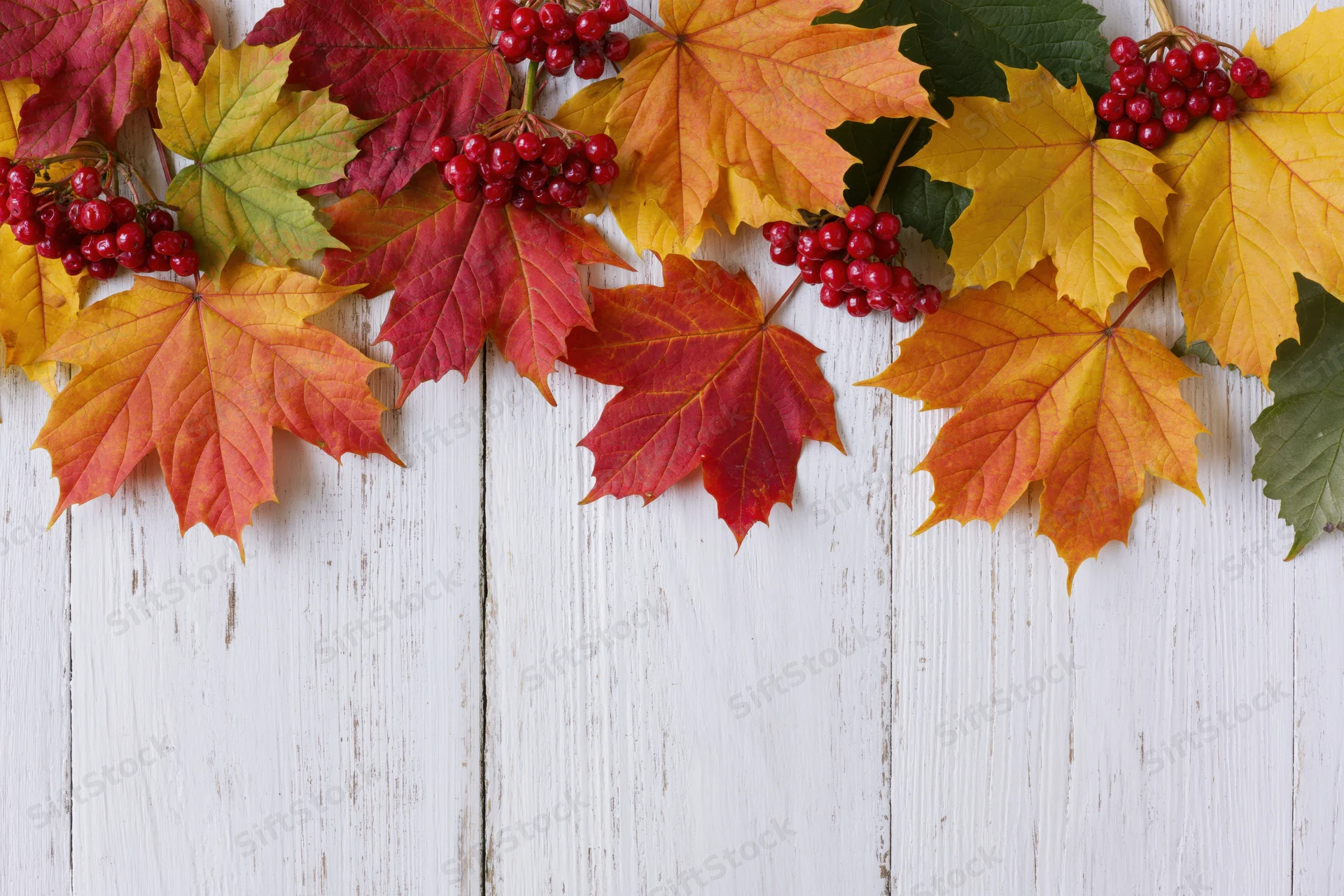 Autumn maple leaves and red berries arranged in a row on white wooden planks