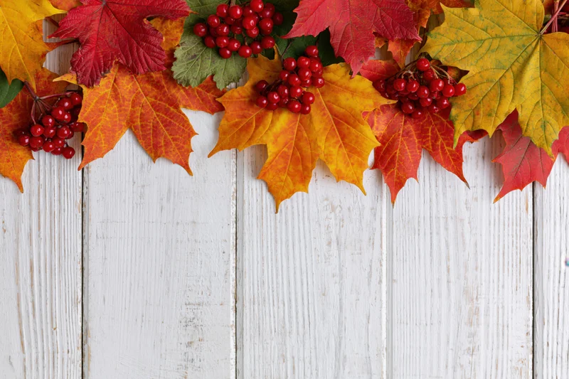 Autumn maple leaves and red berries arranged in a row along the top of a white wooden surface