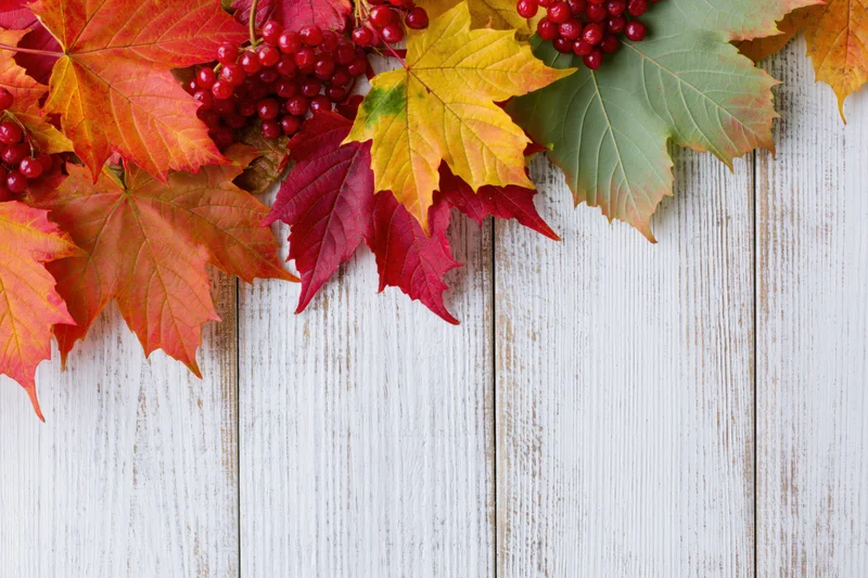 Autumn maple leaves and red berries arranged on white wooden surface