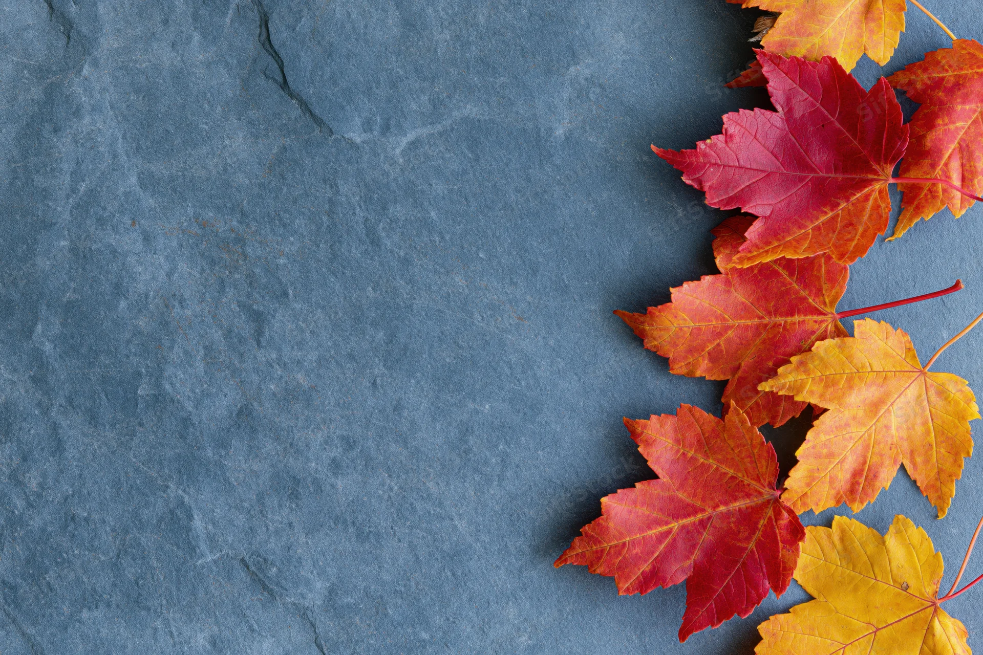 Autumn maple leaves arranged along the right edge of a slate surface, leaving copyspace on the left