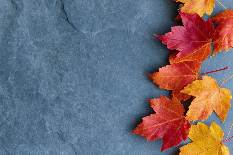Autumn maple leaves arranged along the right edge of a slate surface, leaving copyspace on the left