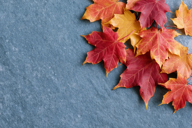 Autumn maple leaves arranged in corner on gray stone surface with copyspace