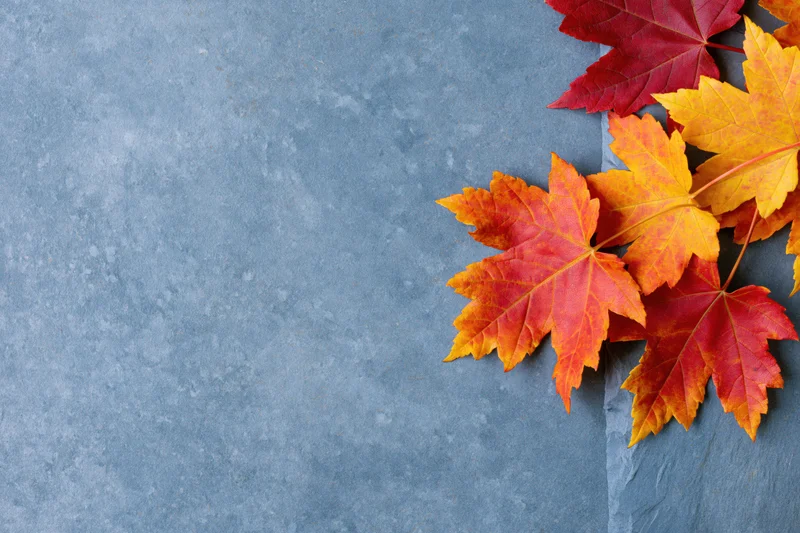 Autumn maple leaves arranged on a gray stone surface with copyspace