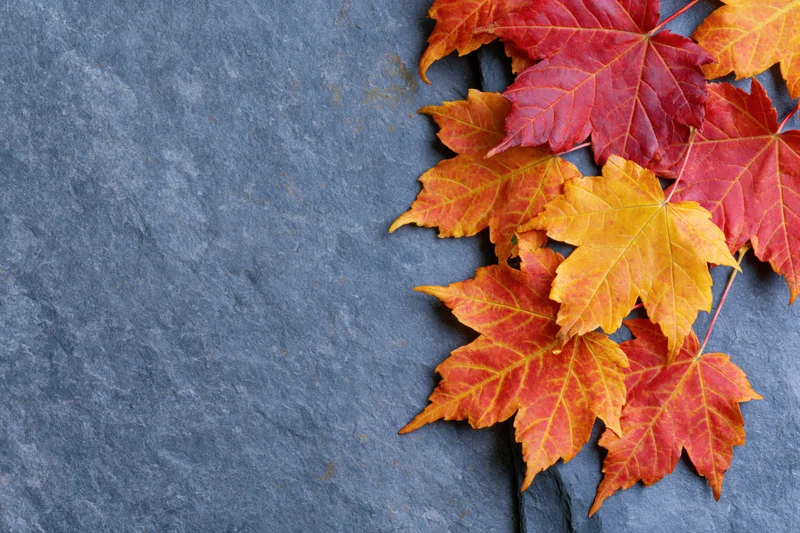 Autumn maple leaves arranged on slate stone surface with copyspace