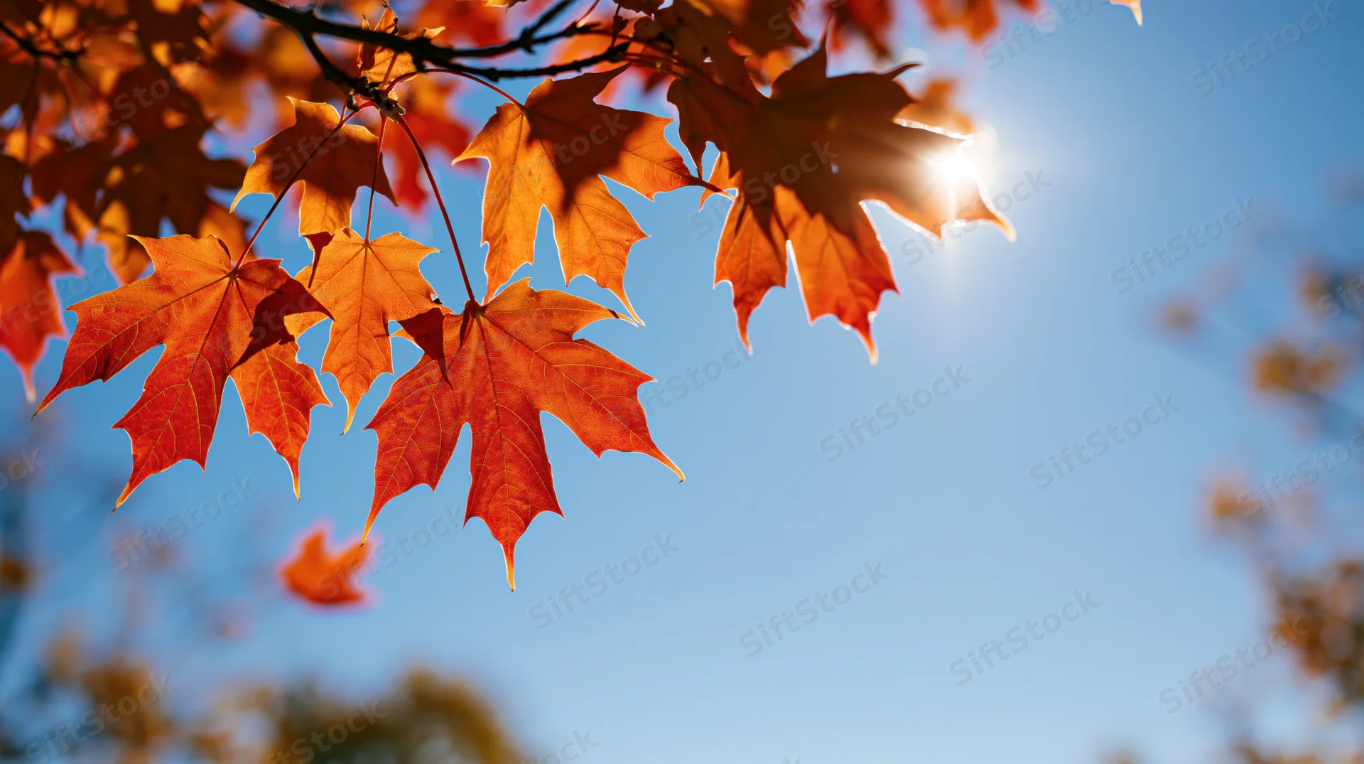 Orange maple leaves backlit by sun against blue sky in autumn