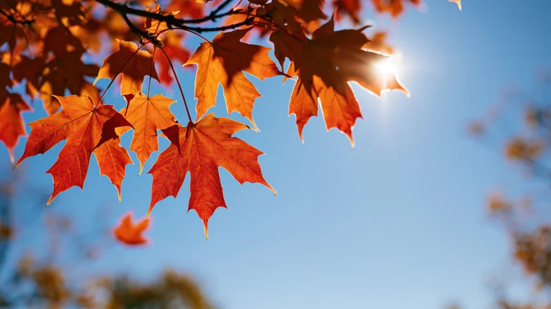 Orange maple leaves backlit by sun against blue sky in autumn