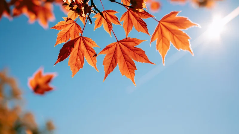 Orange maple leaves hanging from a branch against a clear blue sky with sunlight shining through
