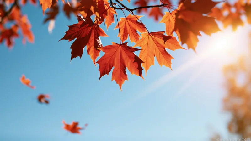 Orange and red maple leaves hanging from branches against a clear blue sky with sunlight streaming through