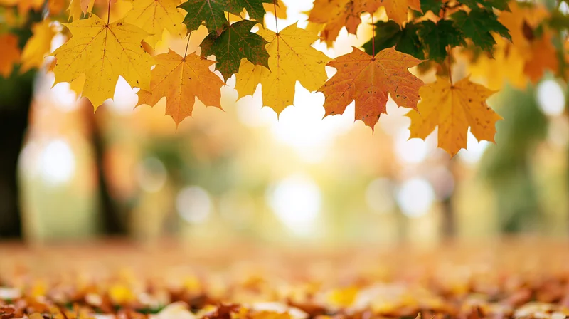 Maple leaves in yellow orange and green hanging over a carpet of fallen foliage in an autumn park
