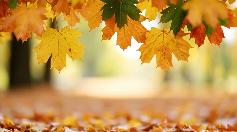Maple leaves in yellow orange and green hanging over a carpet of fallen leaves in a park