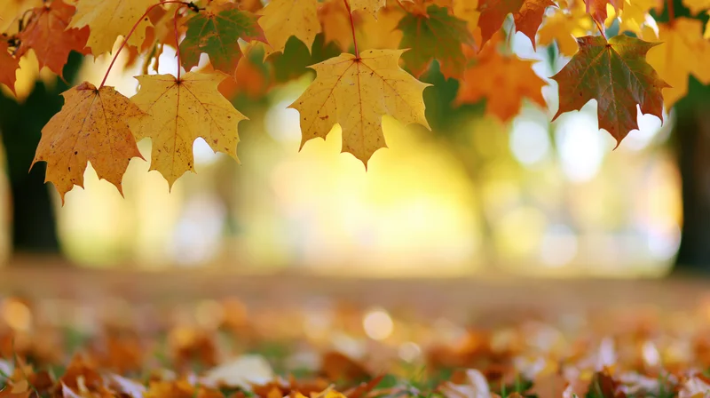 Maple leaves in autumn colors hanging over a blurred park ground with fallen foliage in foreground