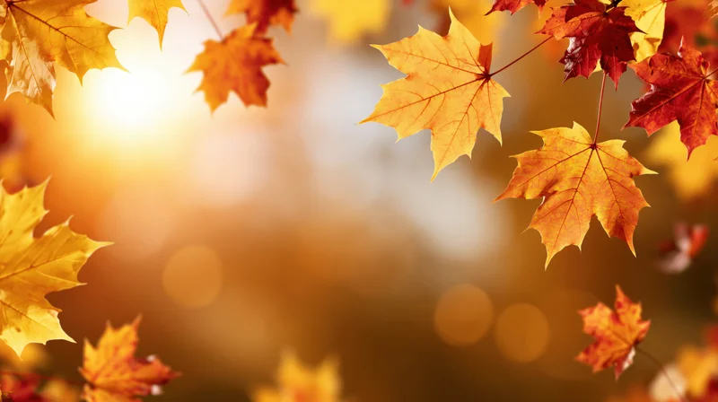 Maple leaves in autumn colors floating against a warm sunlit background with bokeh and copyspace