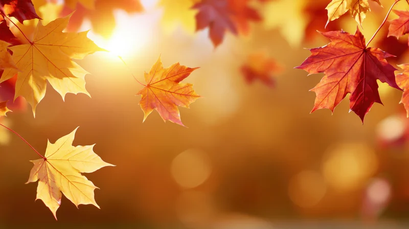 Maple leaves in autumn colors floating against warm sunlight with blurred background