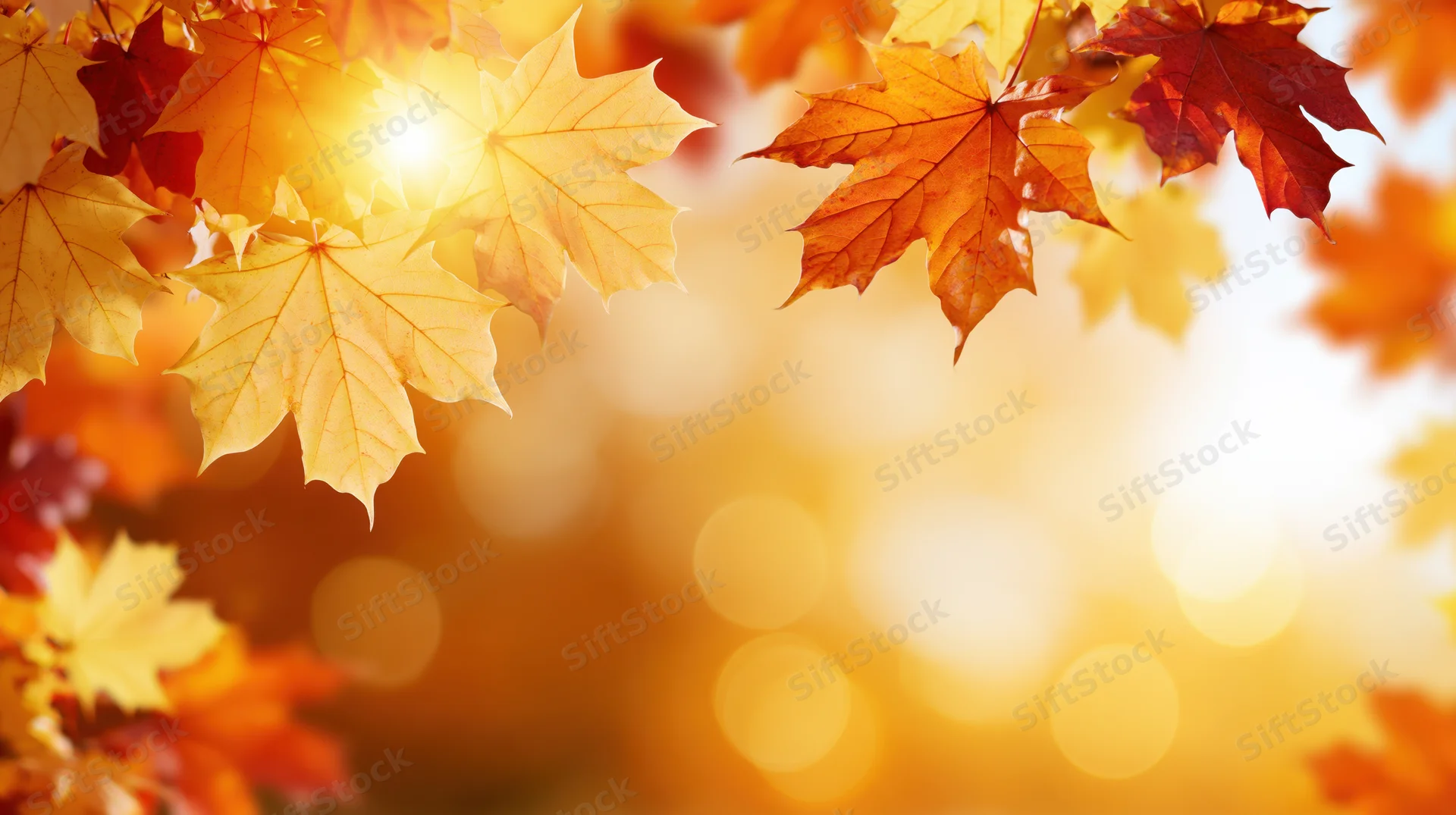 Autumn maple leaves in warm sunlight framing a soft golden bokeh background