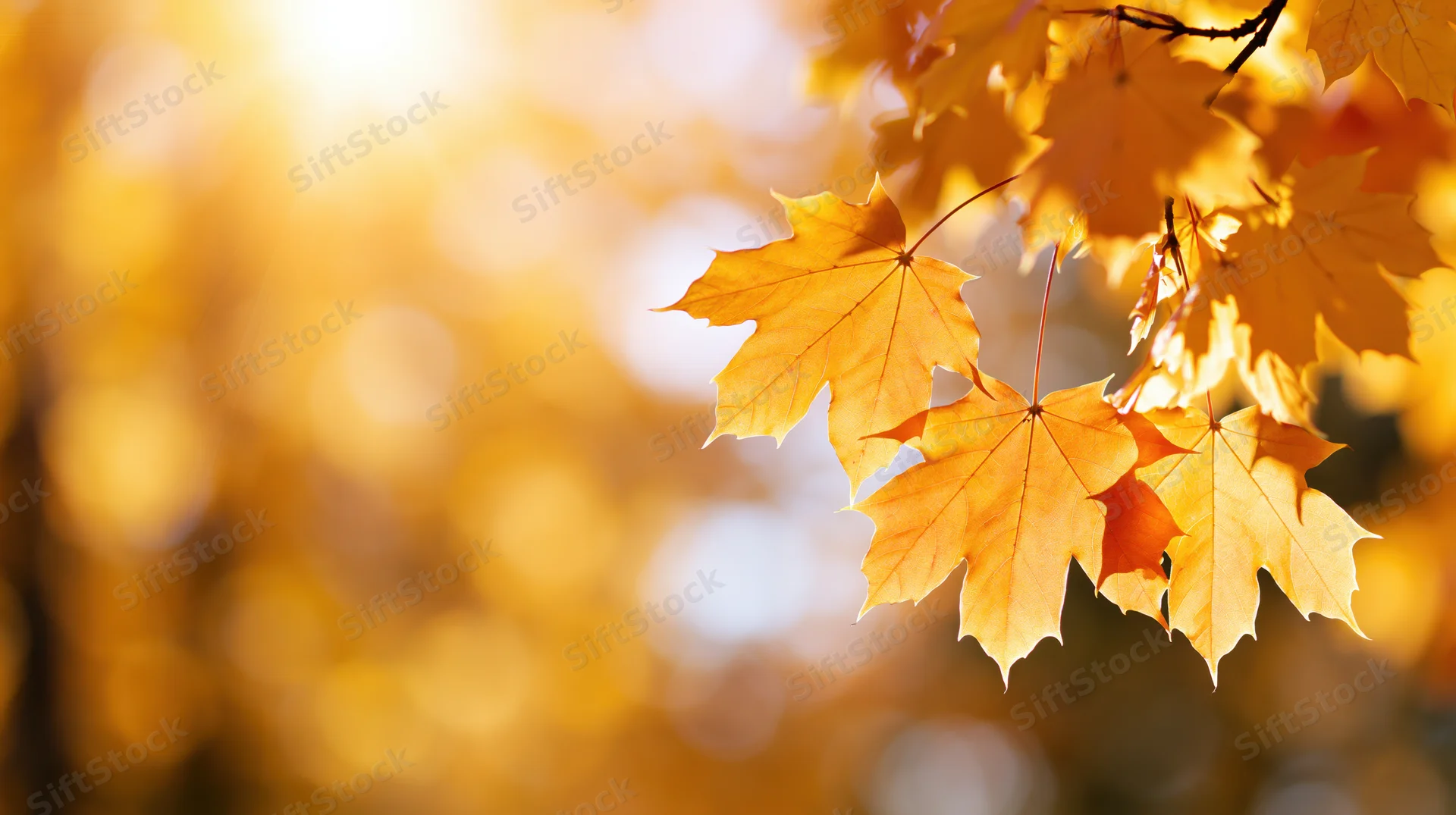 Maple leaves on a branch in autumn sunlight filling the right edge of the frame