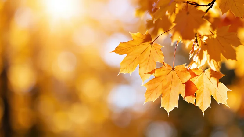 Maple leaves on a branch in autumn sunlight filling the right edge of the frame