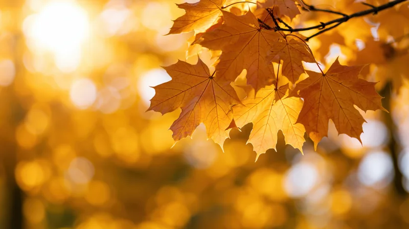 Golden maple leaves on a branch backlit by sunlight in autumn forest