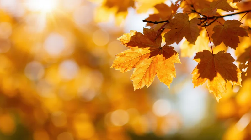 Maple leaves on a branch in autumn sunlight with bokeh background