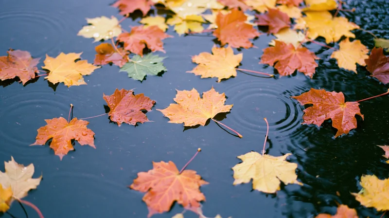 Maple leaves floating on a rain-covered puddle in autumn