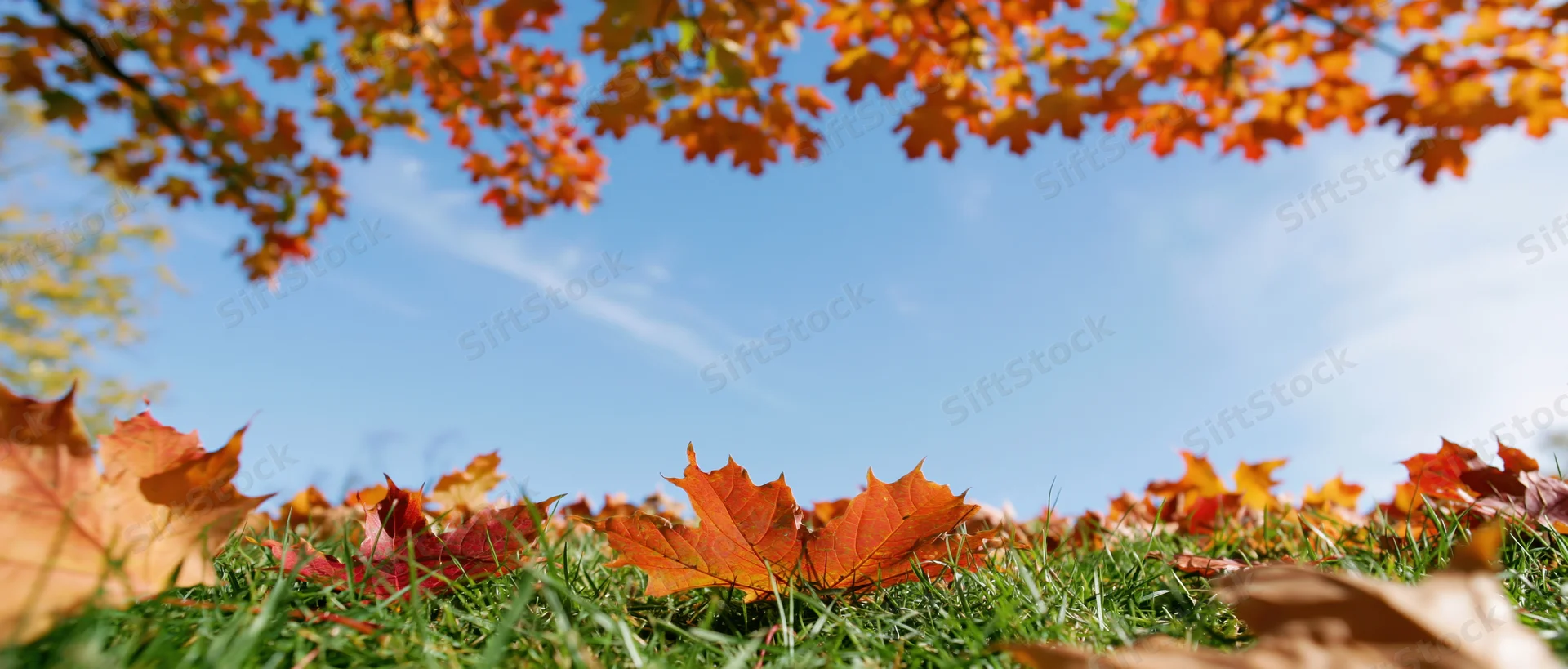 Autumn maple leaves scattered across green grass under a blue sky